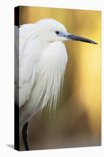 Little Egret - Left-Staffan Widstrand-Stretched Canvas