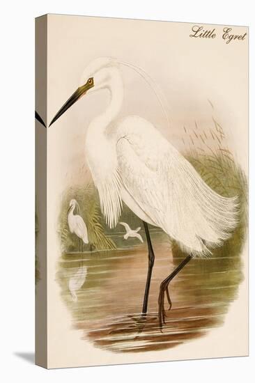Little Egret-John Gould-Stretched Canvas