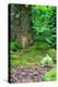 Little Fairy Tale Door in a Tree Trunk.-Hannamariah-Premier Image Canvas