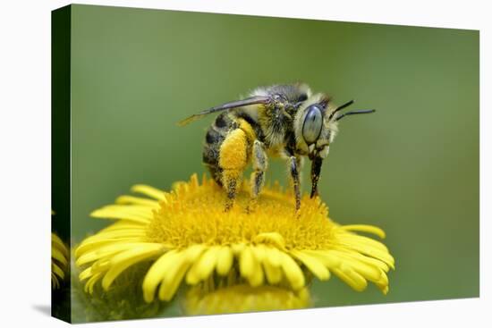 Little Flower Bee (Anthophora Bimaculata) Collecting Pollen From Flower (Pulicaria Dysenterica)-Andy Sands-Premier Image Canvas