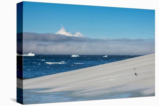 Little gentoo penguin walking on a glacier, Brown Bluff, Antarctica, Polar Regions-Michael Runkel-Premier Image Canvas