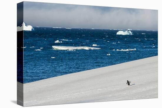 Little gentoo penguin walking on a glacier, Brown Bluff, Antarctica, Polar Regions-Michael Runkel-Premier Image Canvas