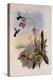 Little Hummingbird, Mellisuga Minima-John Gould-Premier Image Canvas