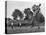 Little League Baseball Practice-Joe Scherschel-Premier Image Canvas