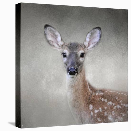 Little Miss Lashes White Tailed Fawn-Jai Johnson-Premier Image Canvas