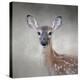 Little Miss Lashes White Tailed Fawn-Jai Johnson-Premier Image Canvas