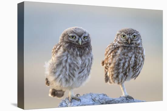 Little Owl (Athene Noctua), Adult And Juvenile Perched On Stones. Lleida Province. Catalonia. Spain-Oscar Dominguez-Premier Image Canvas