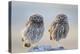 Little Owl (Athene Noctua), Adult And Juvenile Perched On Stones. Lleida Province. Catalonia. Spain-Oscar Dominguez-Premier Image Canvas