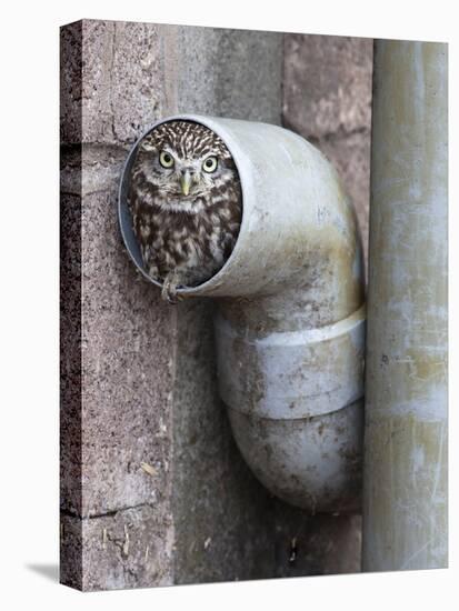 Little Owl (Athene Noctua) in Drainpipe, Captive, United Kingdom, Europe-Ann & Steve Toon-Premier Image Canvas