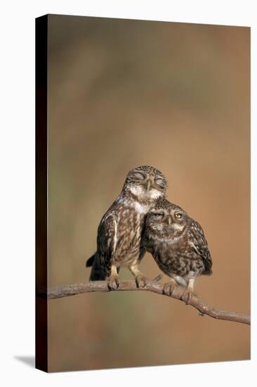 Little Owl (Athene Noctua) Pair Perched, Courtship Behaviour, Spain-Dietmar Nill-Premier Image Canvas