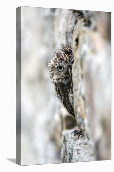 Little Owl (Athene Noctua) Perched in Stone Barn, Captive, United Kingdom, Europe-Ann & Steve Toon-Premier Image Canvas