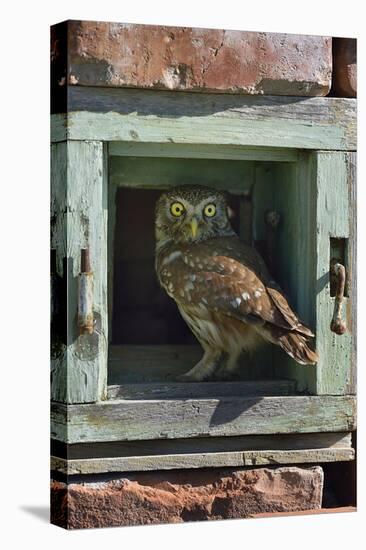 Little owl (Athene noctua) perched in wall. Danube Delta, Romania. May.-Loic Poidevin-Premier Image Canvas
