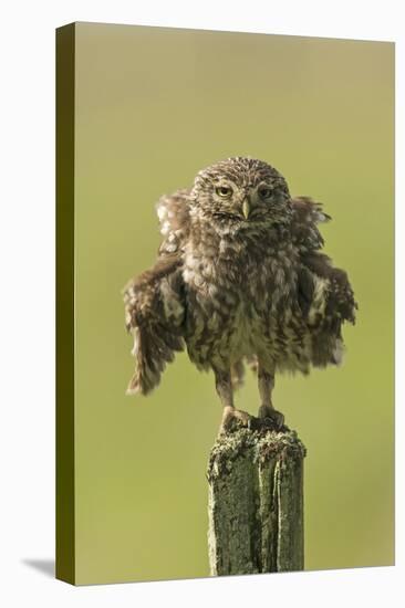 Little Owl (Athene Noctua) Perched On A Fence Post, Ruffling Its Feathers, Castro Verde-Roger Powell-Premier Image Canvas