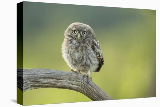 Little Owl (Athene Noctua), Yorkshire, England, United Kingdom, Europe-Kevin Morgans-Premier Image Canvas