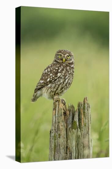 Little Owl (Athene Noctua), Yorkshire, England, United Kingdom, Europe-Kevin Morgans-Premier Image Canvas