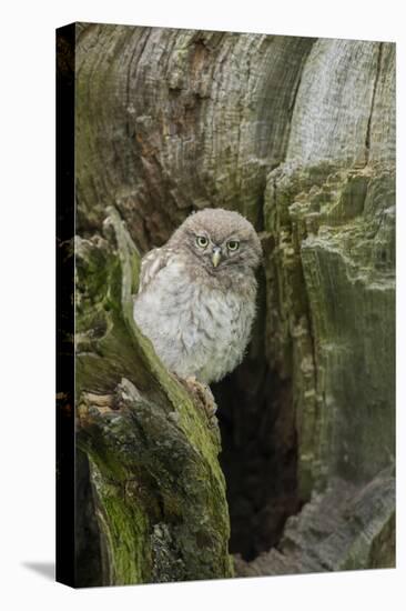 Little Owl (Athene Noctua), Yorkshire, England, United Kingdom, Europe-Kevin Morgans-Premier Image Canvas