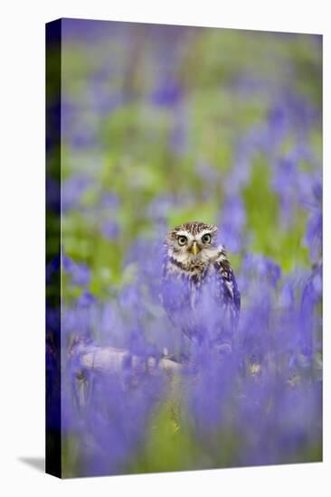 Little Owl in Bluebell Wood-null-Premier Image Canvas