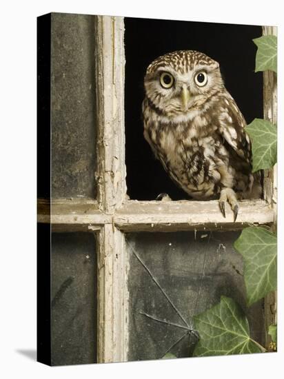 Little Owl in Window of Derelict Building, UK, January-Andy Sands-Premier Image Canvas