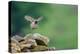 Little owl taking flight, NorthYorkshire, UK-David Pike-Premier Image Canvas