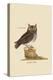 Little Owl-Mark Catesby-Stretched Canvas