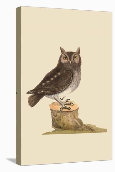 Little Owl-Mark Catesby-Stretched Canvas