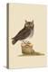 Little Owl-Mark Catesby-Stretched Canvas