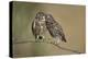 Little owls courtship, Spain-Dietmar Nill-Premier Image Canvas