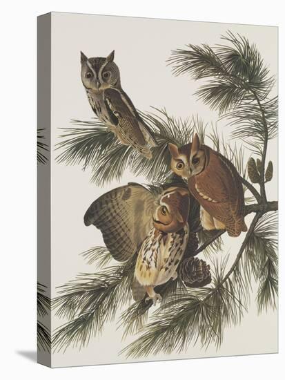 Little Screech Owl or Mottled Owl-John James Audubon-Stretched Canvas