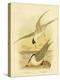 Little Tern, 1891-Gracius Broinowski-Premier Image Canvas