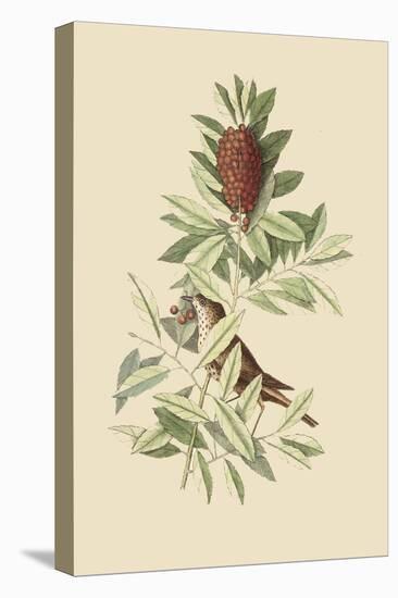 Little Thrush-Mark Catesby-Stretched Canvas