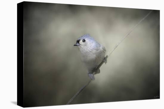 Little Tufted Titmouse-Jai Johnson-Premier Image Canvas