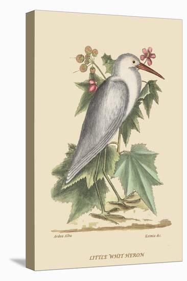 Little White Heron-Mark Catesby-Stretched Canvas