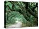 Live Oak and Ferns, Cumberland Island, Georgia, USA-Marilyn Parver-Premier Image Canvas