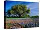 Live Oak, Paintbrush, and Bluebonnets in Texas Hill Country, USA-Adam Jones-Premier Image Canvas