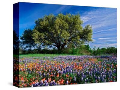 Texas Wall Clock 13 x 13 3dRose paintbrushes and Bluebonnets Texas Wall Clock 13 x 13 3dRose paintbrushes and Bluebonnets