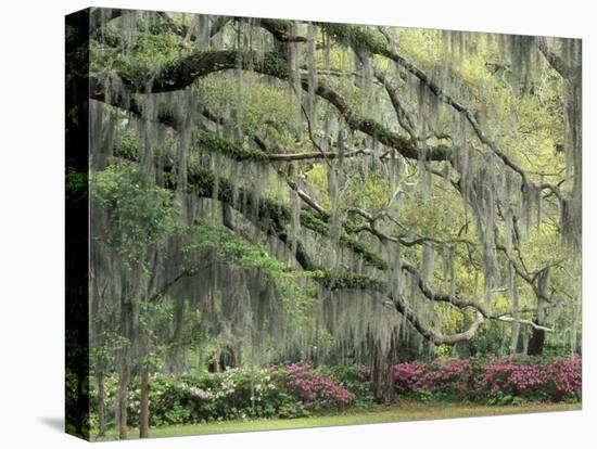 Live Oak Tree Draped with Spanish Moss, Savannah, Georgia, USA-Adam Jones-Premier Image Canvas