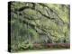 Live Oak Tree Draped with Spanish Moss, Savannah, Georgia, USA-Adam Jones-Premier Image Canvas