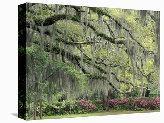 Live Oak Tree Draped with Spanish Moss, Savannah, Georgia, USA-Adam Jones-Premier Image Canvas