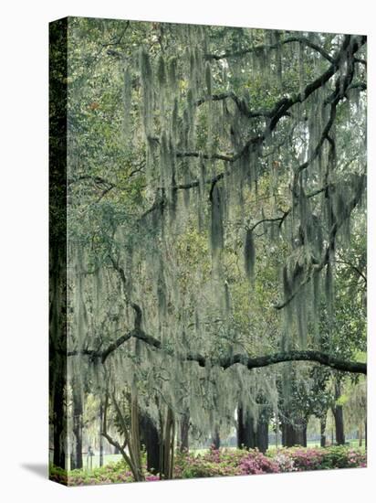 Live Oak Tree, Savannah, Georgia, USA-Adam Jones-Premier Image Canvas