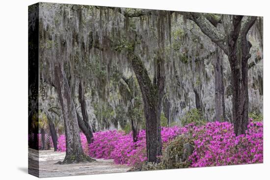 Live oak trees draped in Spanish moss and azaleas, Bonaventure Cemetery, Savannah, Georgia-Adam Jones-Premier Image Canvas