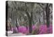 Live oak trees draped in Spanish moss and azaleas, Bonaventure Cemetery, Savannah, Georgia-Adam Jones-Premier Image Canvas