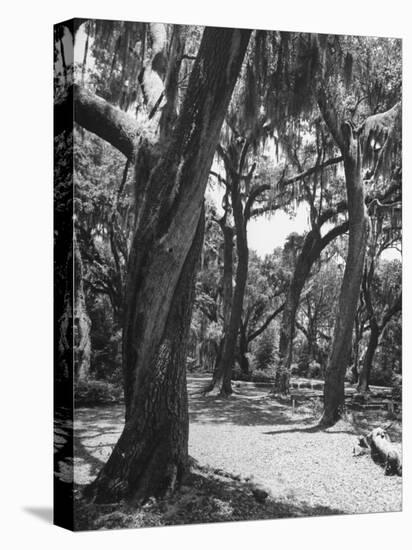 Live Oak Trees with Spanish Moss Hanging on and from Them-null-Premier Image Canvas