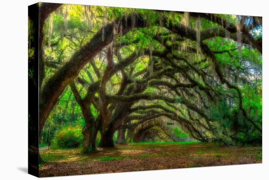 Live Oak Tunnel-Steven Maxx-Premier Image Canvas