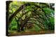 Live Oak Tunnel-Steven Maxx-Premier Image Canvas