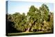 Live Oak with Spanish Moss, Atchafalaya Basin, Louisiana, USA-Alison Jones-Premier Image Canvas