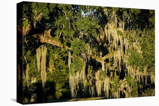 Live Oak with Spanish Moss, Atchafalaya Basin, Louisiana, USA-Alison Jones-Premier Image Canvas