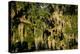 Live Oak with Spanish Moss, Atchafalaya Basin, Louisiana, USA-Alison Jones-Premier Image Canvas