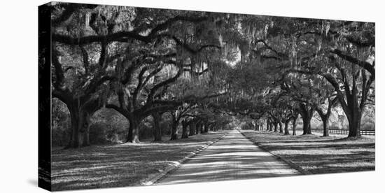 Live Oaks Along Road-William Manning-Stretched Canvas