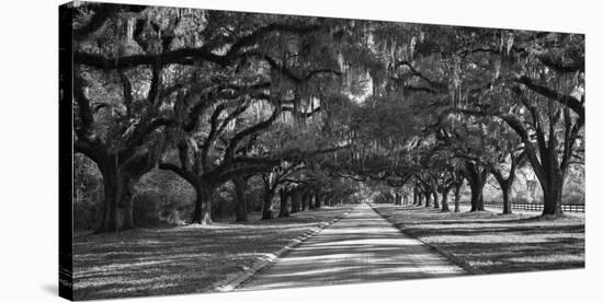 Live Oaks Along Road-William Manning-Stretched Canvas