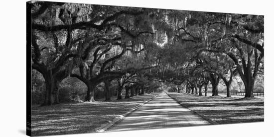 Live Oaks Along Road-William Manning-Stretched Canvas